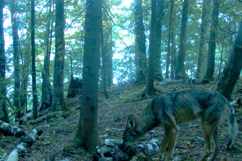 A gray wolf on Stockton Island, Wisconsin in 2015.